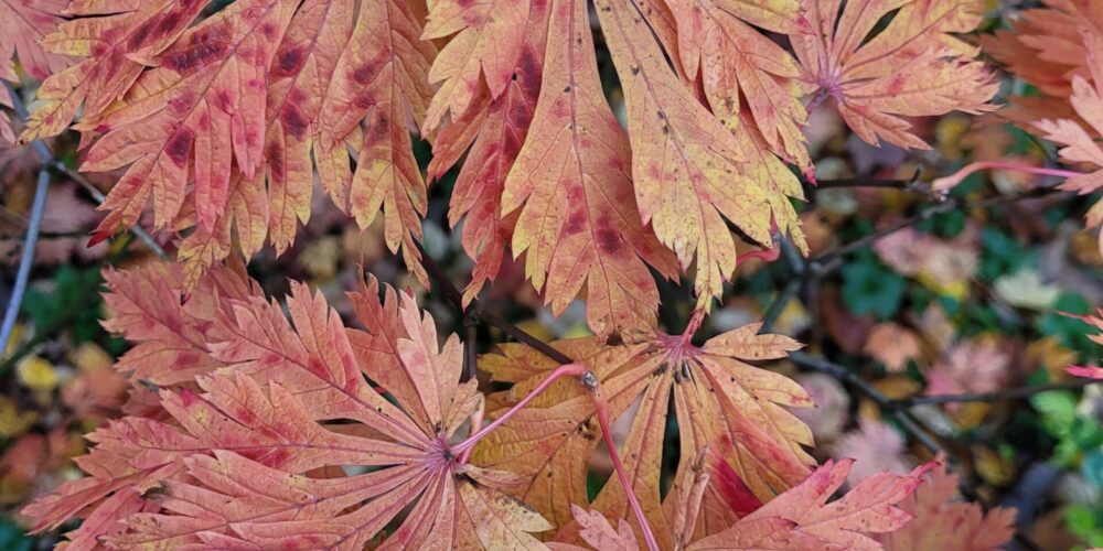 Naturbaseret stresshåndtering. Psykologisk Klinik. Naturbaseret stresshåndtering. Psykologisk Klinik.